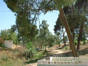 TELAGH LE BOSQUET 01
